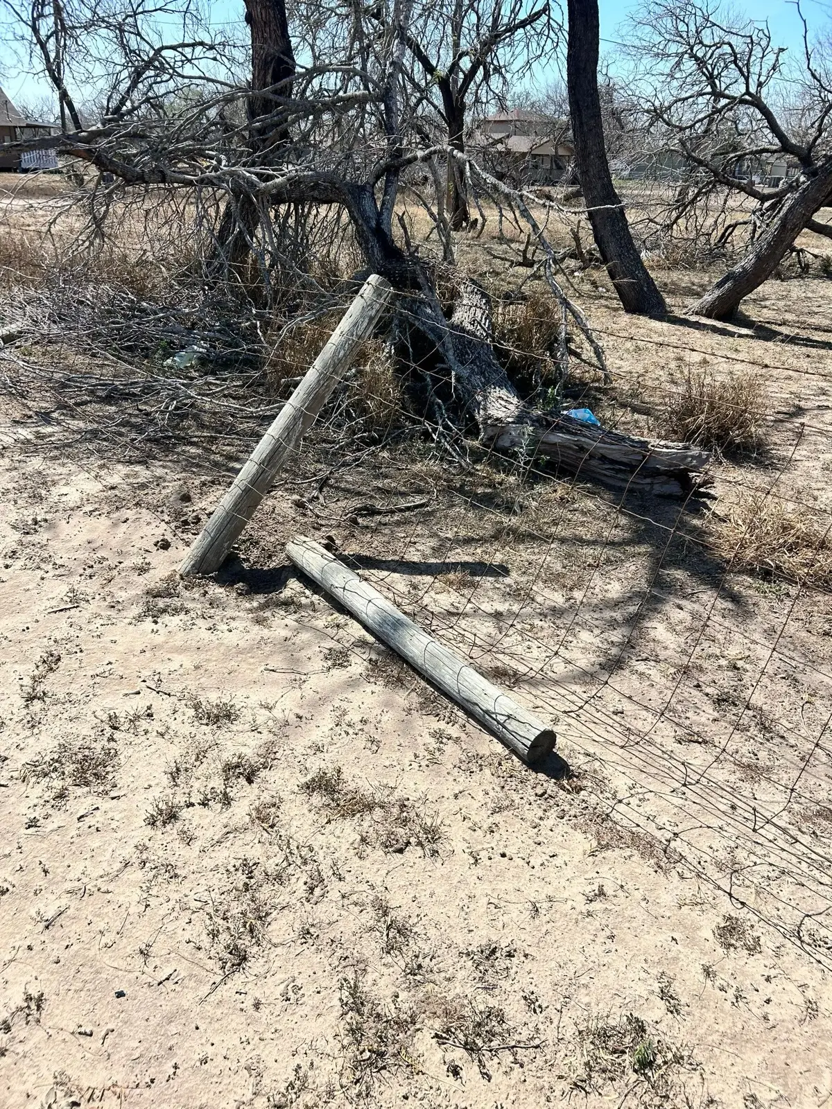 February 25. The fence line as we found it — posts snapped, wire flattened under downed brush.