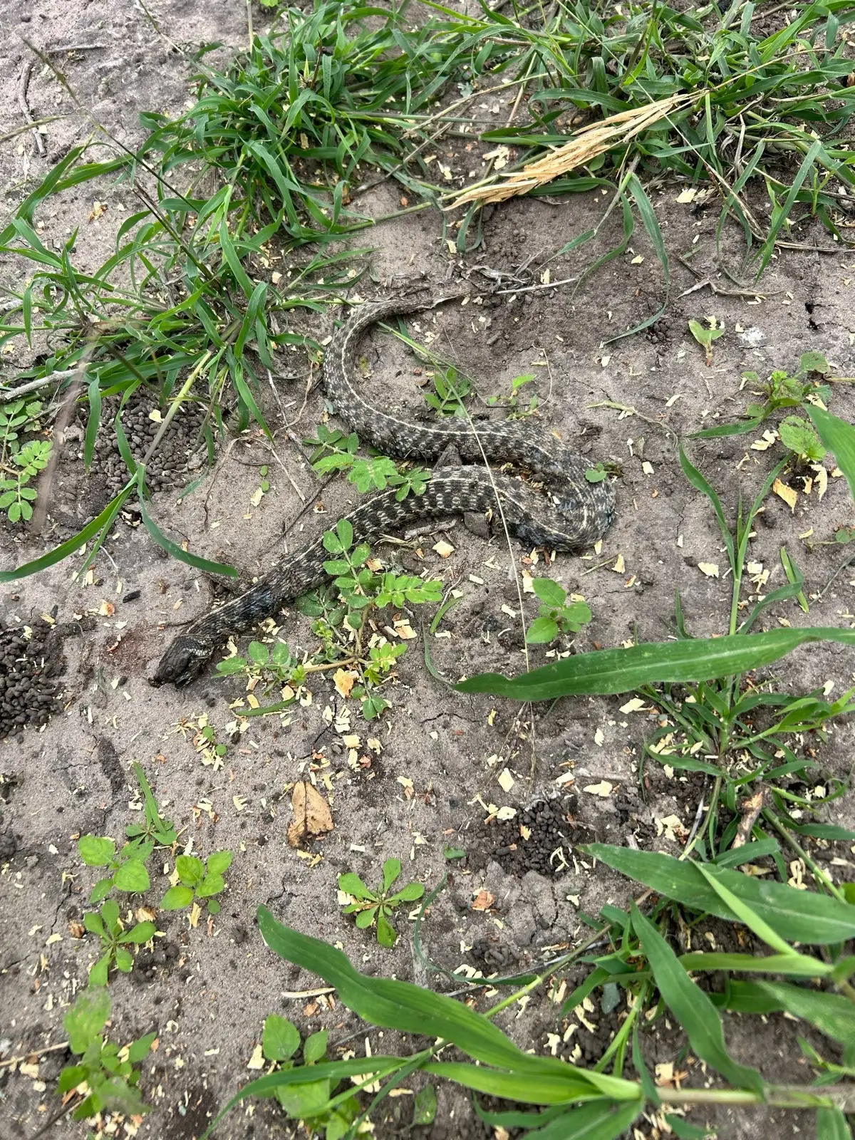 April 26. Company in the fresh dirt along the post line.